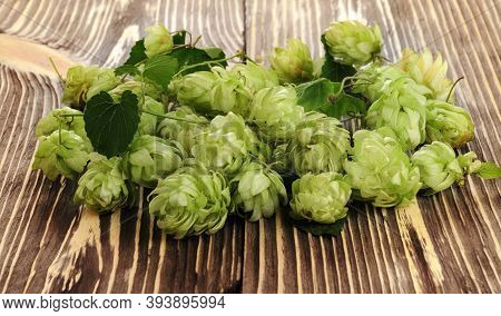 Pile Of Green Fresh-picked Hop Cones On Wooden Table. Ingredient For Beer Production (brewing).