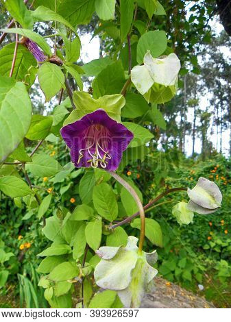 Flowering Plant Cobaea Scandens Violet In Wild Nature. Liana. Mexican Ivy, Monastery Bells, Cathedra