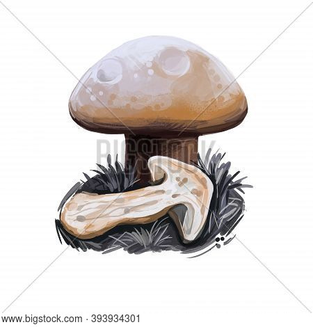 Hygrophorus Pudorinus Blushing Turpentine Waxycap, Species Of Fungus In The Genus Hygrophorus Isolat