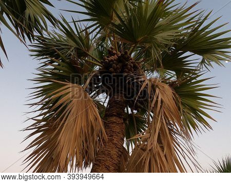 The Lala Palm - Hyphaene ; A Colorful Fruits, Round Flat, Hard Shell With Seed Inside. Bunch Togethe