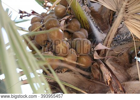 The Lala Palm - Hyphaene ; A Colorful Fruits, Round Flat, Hard Shell With Seed Inside. Bunch Togethe