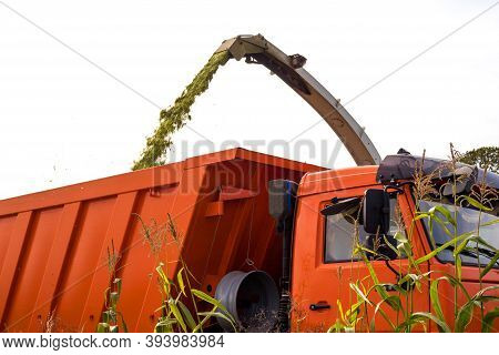 Harvesting Fodder Corn, The Combine Grinds The Corn And Pours Into The Dump Truck