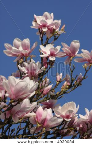 Magnolie