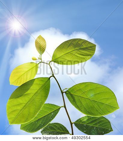 En vertu de la feuille de la lumière du soleil en croissance