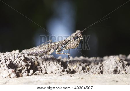 a wild mantis