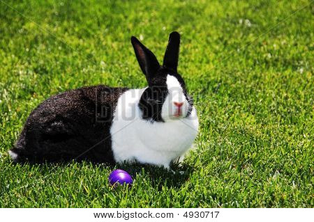 schwarze und weiße bunny