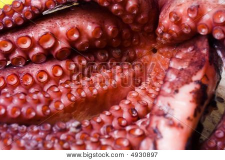 Raw Octopus