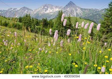 Flower Meadow In  Tirol Austria