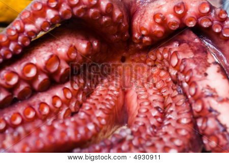 Raw Octopus