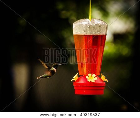 Humming Bird and feeder
