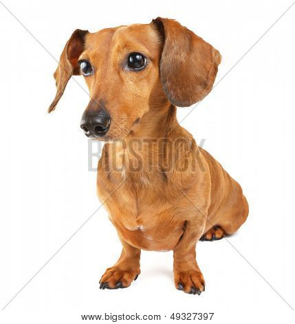 Cachorro bassê