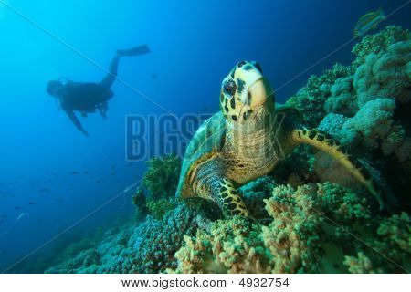 Hawksbill Turtle And Diver