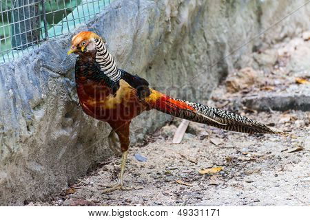 Orange Pheasant In Chiangmai Zoo , Thailand