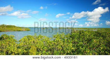 Florida Keys mangrovových vegetace