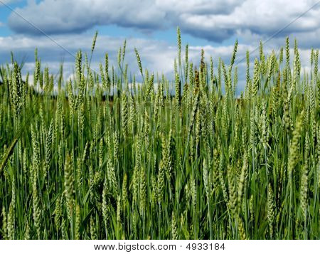 Campo