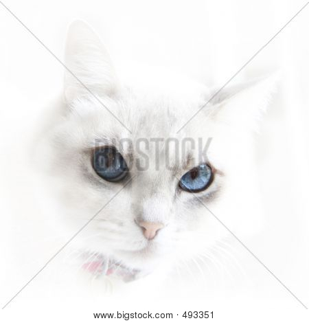 蓝眼睛的猫