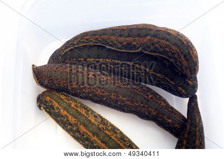 Medicinske Leech-hirudo medicinalis