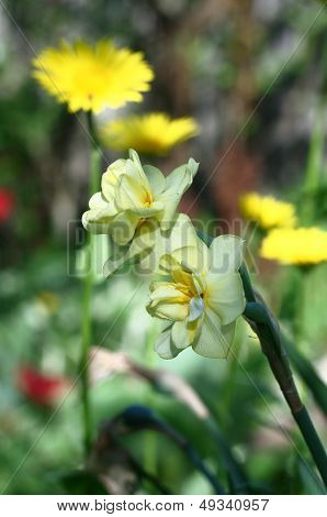 Narcissuses on a flower background.