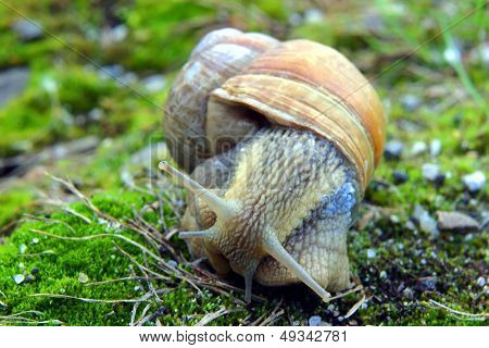caracol de jardim na grama