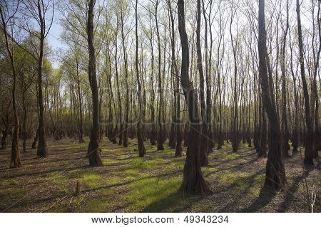 światło w lesie