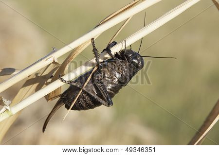 gafanhoto (locusta viridissima) em um campo de trigo
