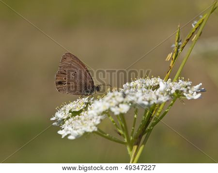 Ringlet Butterfly Feeding