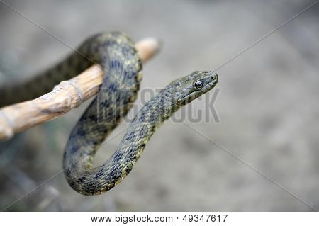 cobra