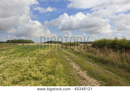 Agricultural Views