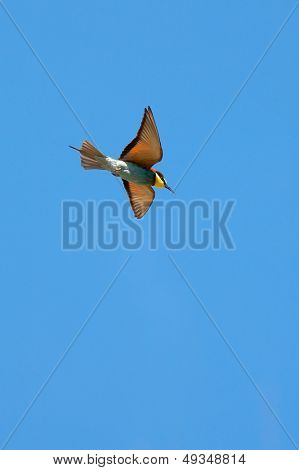 Bee-Eater(Merops apiaster) ve mavi gökyüzü uçan
