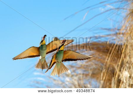 Bee-Eater(Merops apiaster) ve mavi gökyüzü uçan