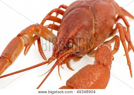 กุ้งแดงแยก
