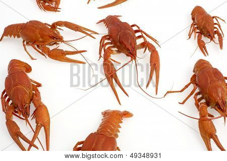กุ้งแดงแยก