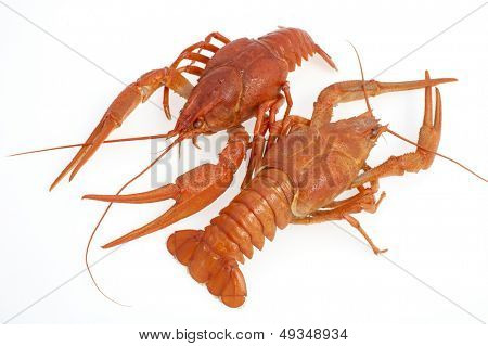 กุ้งแดงแยก