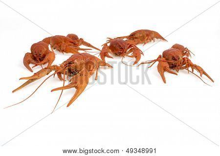 กุ้งแดงแยก