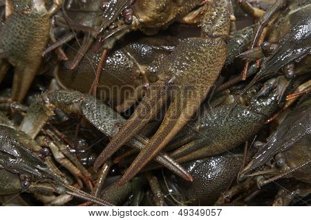 กุ้งสด