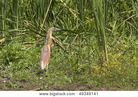 Heron Ardeola Ralloides