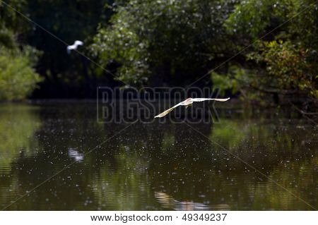 Heron Ardeola Ralloides