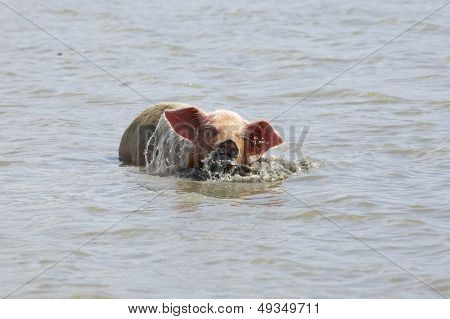 Schwein im Wasser