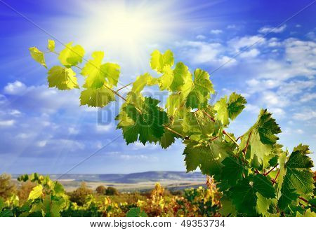 Grapevines, Mountains And Blue Sky