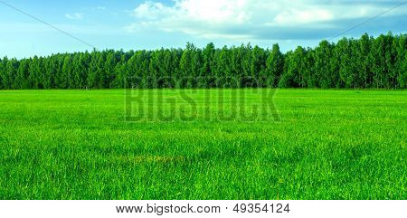 Fresh Green Grass