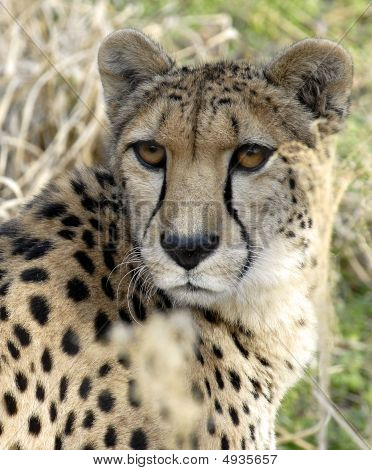 Velká kočka - gepard.