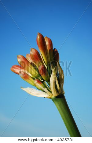 Laranja Clivia Miniata