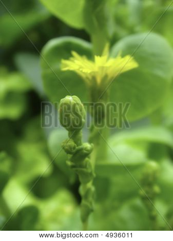 Bud And Yellow Flower