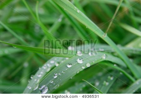 Gras