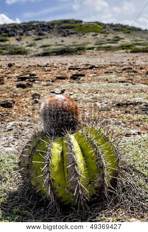 Cactus On Curacao