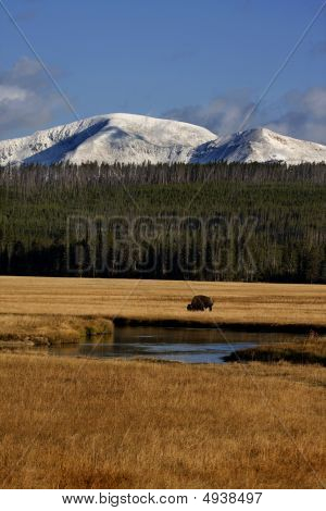 Bison In prato (bison Bison)