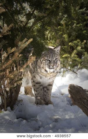 Bobcat Ii