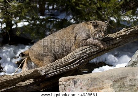 Bobcat Vi