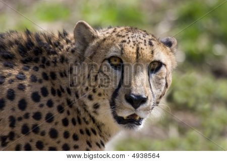 Cheetah Ii