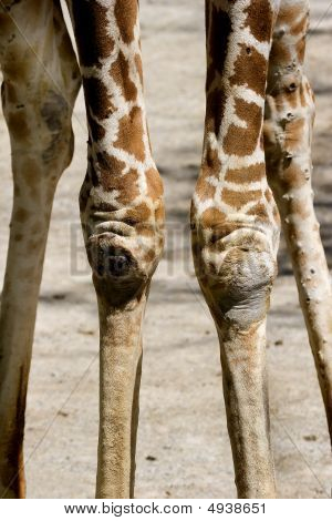 Giraffa gambe